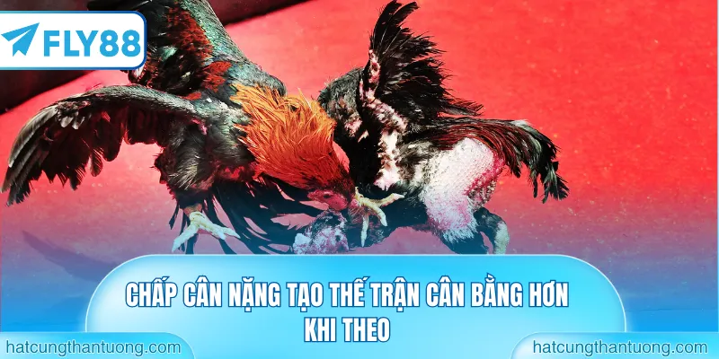 Chấp cân nặng tạo thế trận cân bằng hơn khi theo